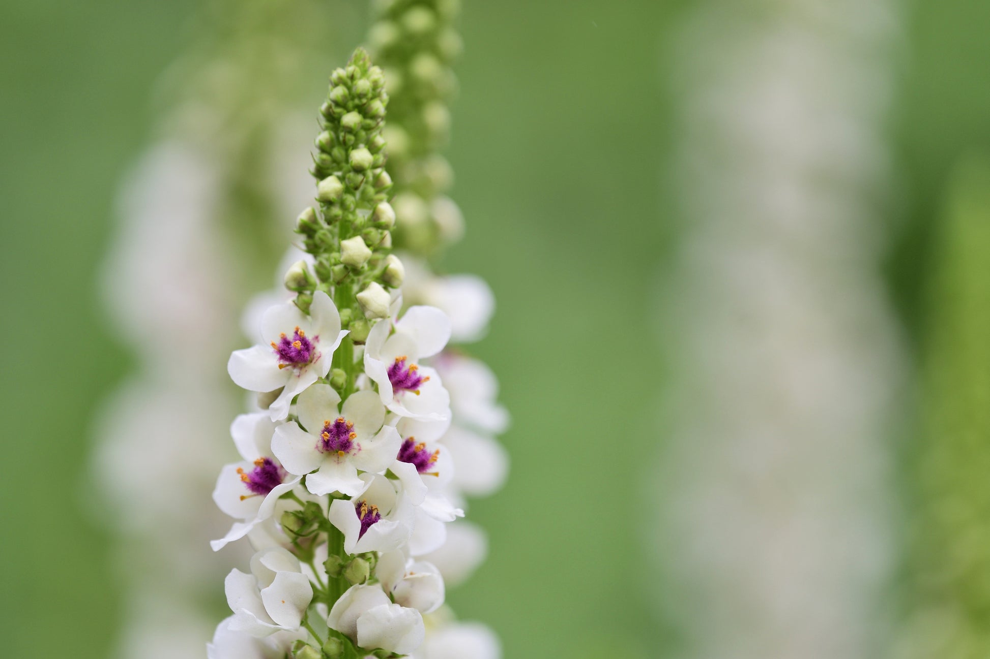 100 WHITE BLUSH VERBASCUM Blattaria Albiflorum Moth Mullein Flower Seeds - Blessings Grow Meadows -