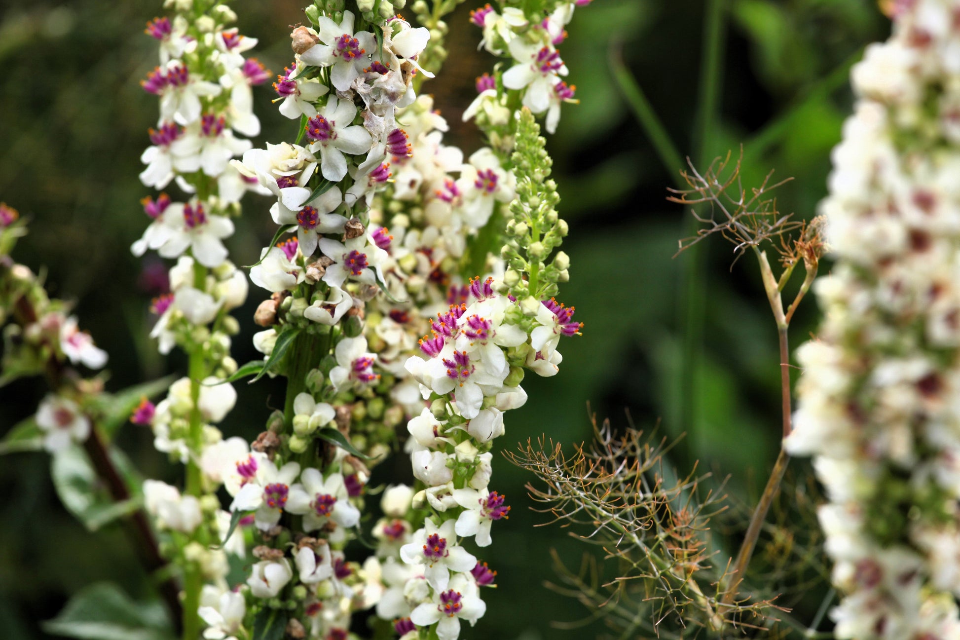 100 WHITE BLUSH VERBASCUM Blattaria Albiflorum Moth Mullein Flower Seeds - Blessings Grow Meadows -