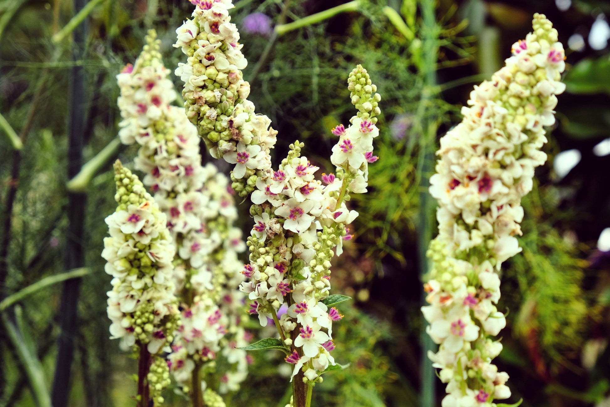 100 WHITE BLUSH VERBASCUM Blattaria Albiflorum Moth Mullein Flower Seeds - Blessings Grow Meadows -