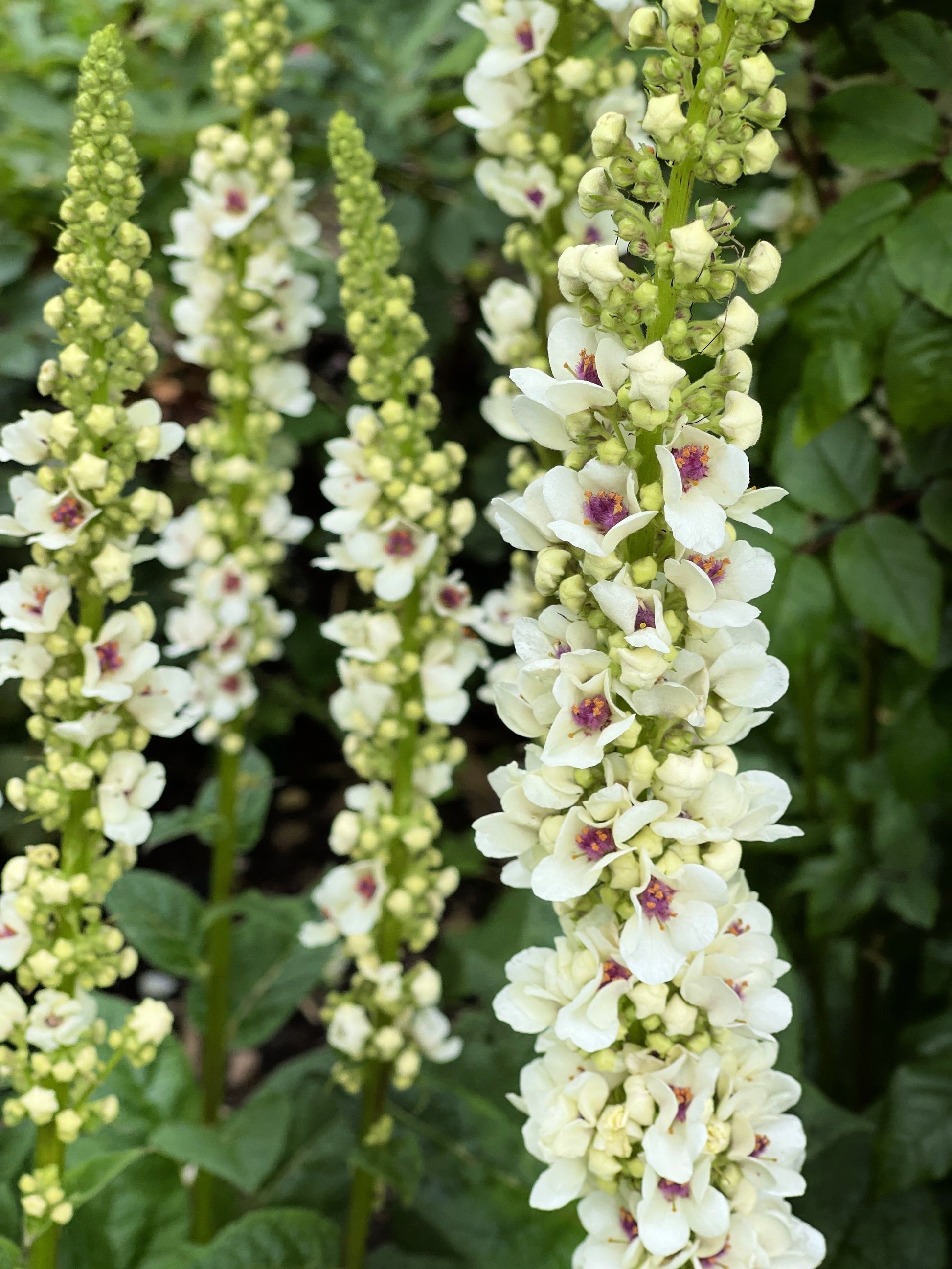 100 WHITE BLUSH VERBASCUM Blattaria Albiflorum Moth Mullein Flower Seeds - Blessings Grow Meadows -