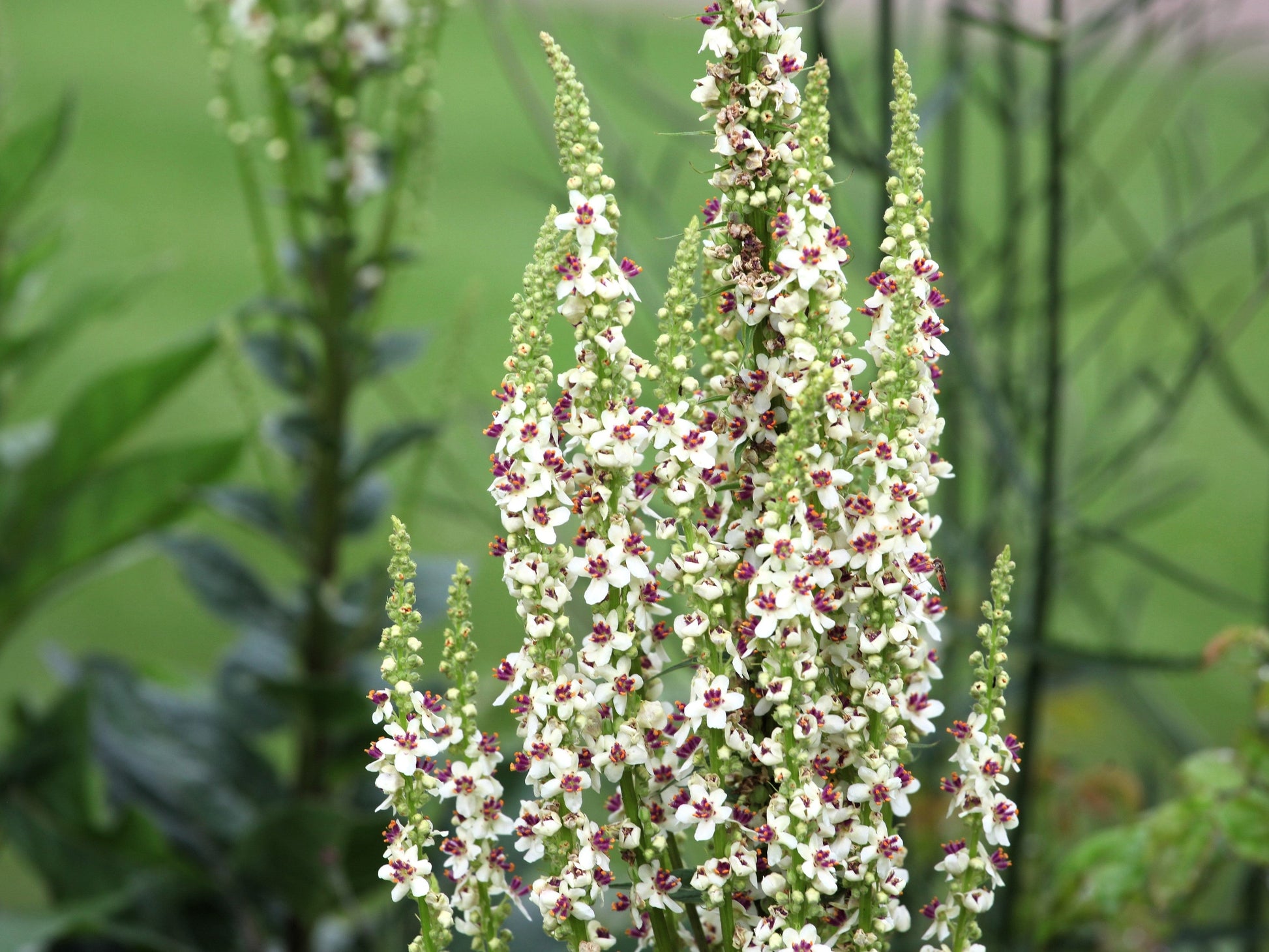 100 WHITE BLUSH VERBASCUM Blattaria Albiflorum Moth Mullein Flower Seeds - Blessings Grow Meadows -