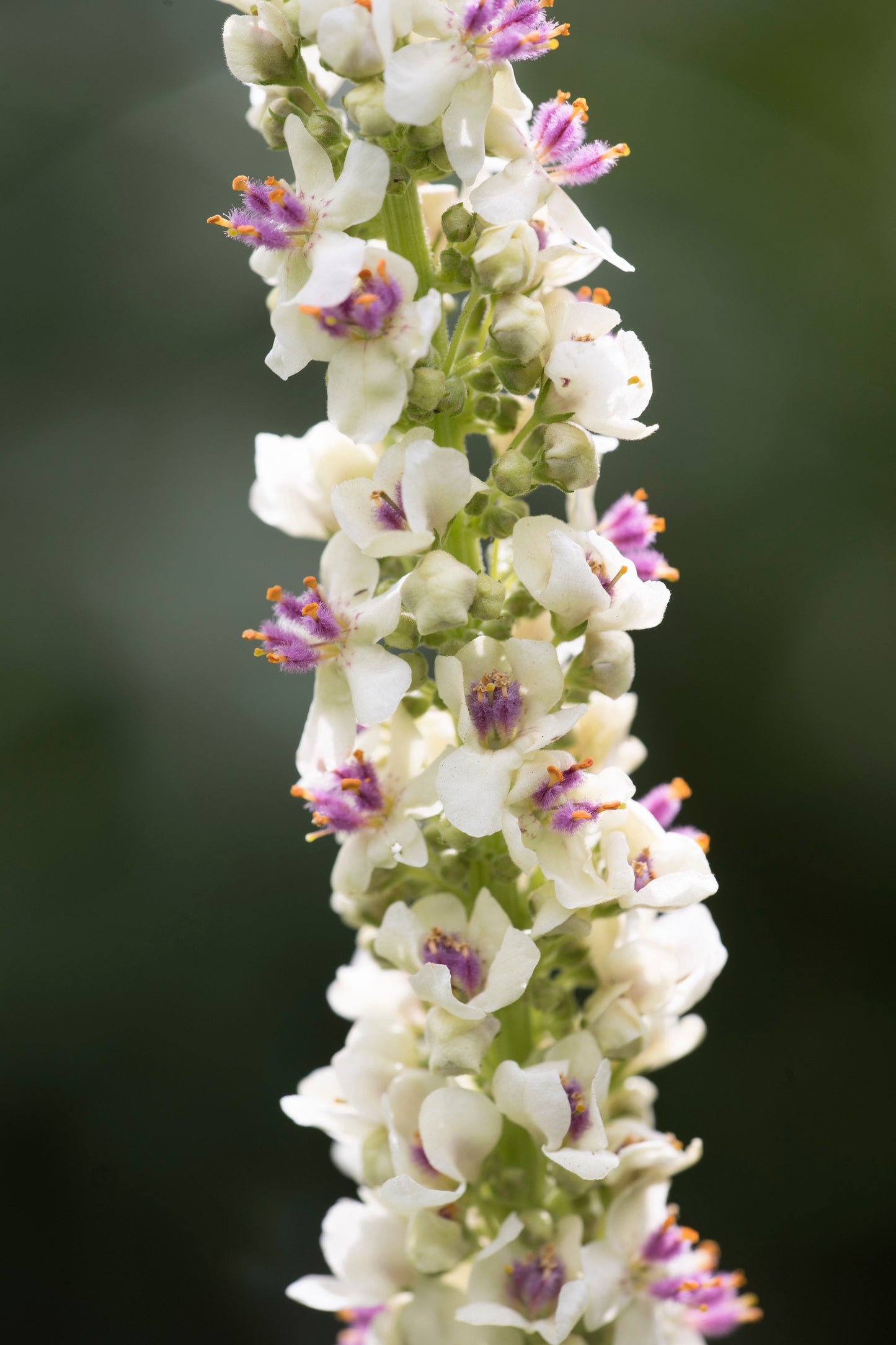 100 WHITE BLUSH VERBASCUM Blattaria Albiflorum Moth Mullein Flower Seeds - Blessings Grow Meadows -
