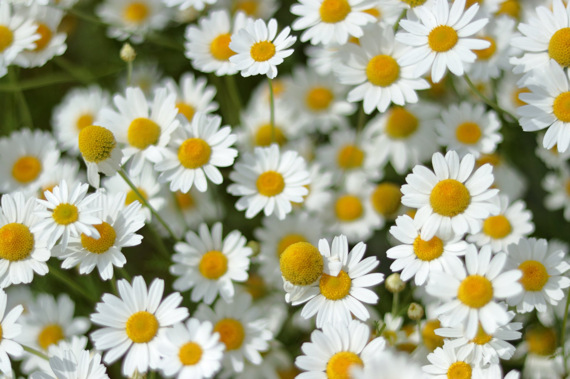 1000 GERMAN CHAMOMILE Matricaria Recutita Chamomilla Herb Flower Seeds - Blessings Grow Meadows -