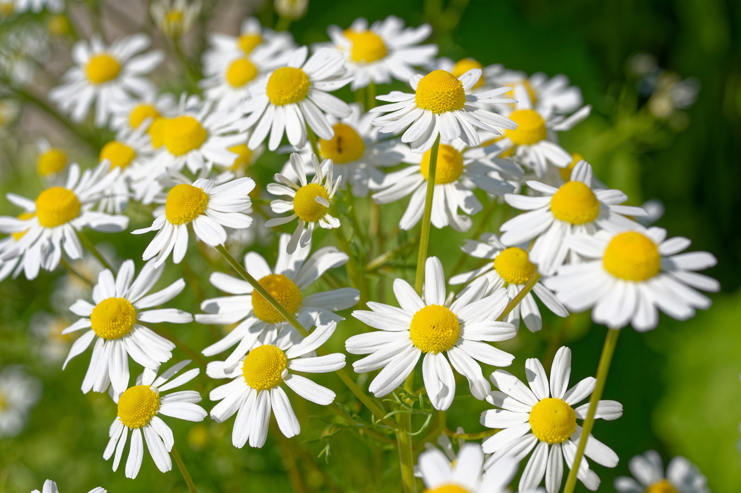 1000 GERMAN CHAMOMILE Matricaria Recutita Chamomilla Herb Flower Seeds - Blessings Grow Meadows -