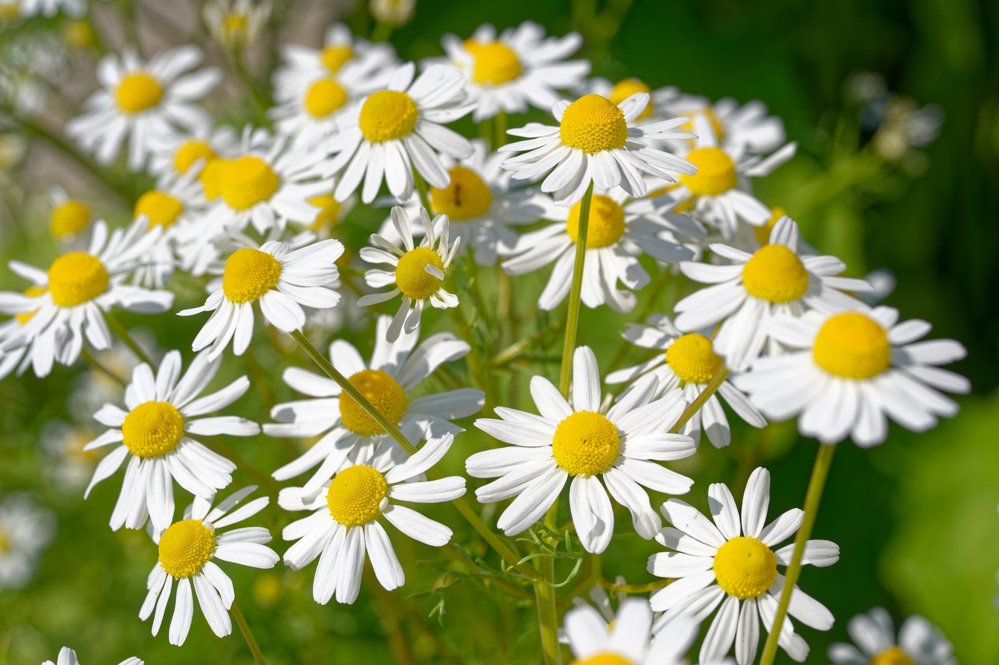 1000 GERMAN CHAMOMILE Matricaria Recutita Chamomilla Herb Flower Seeds - Blessings Grow Meadows -