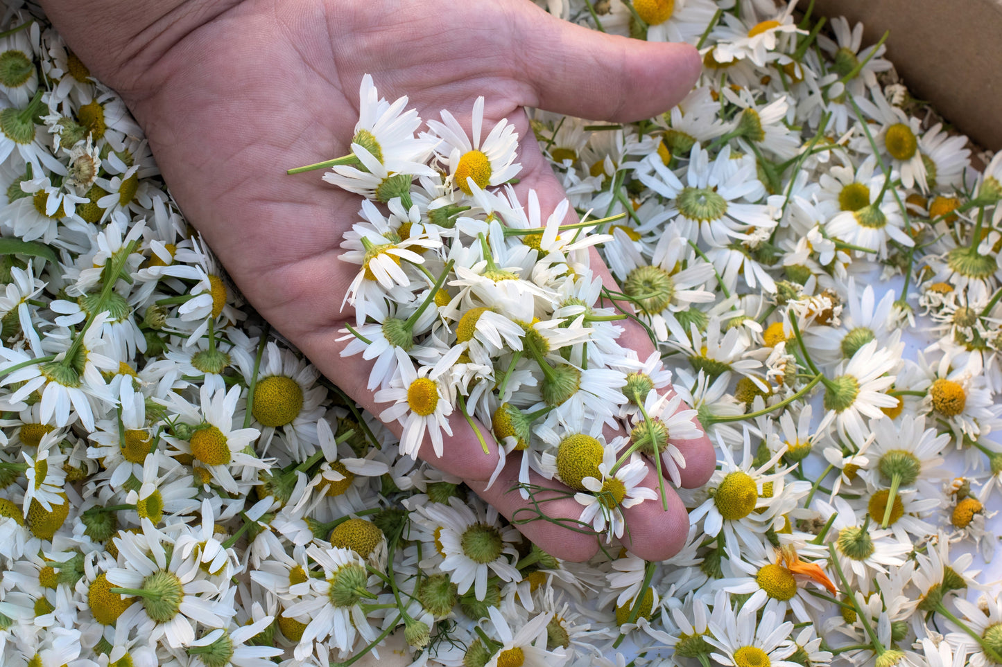 1000 GERMAN CHAMOMILE Matricaria Recutita Chamomilla Herb Flower Seeds - Blessings Grow Meadows -