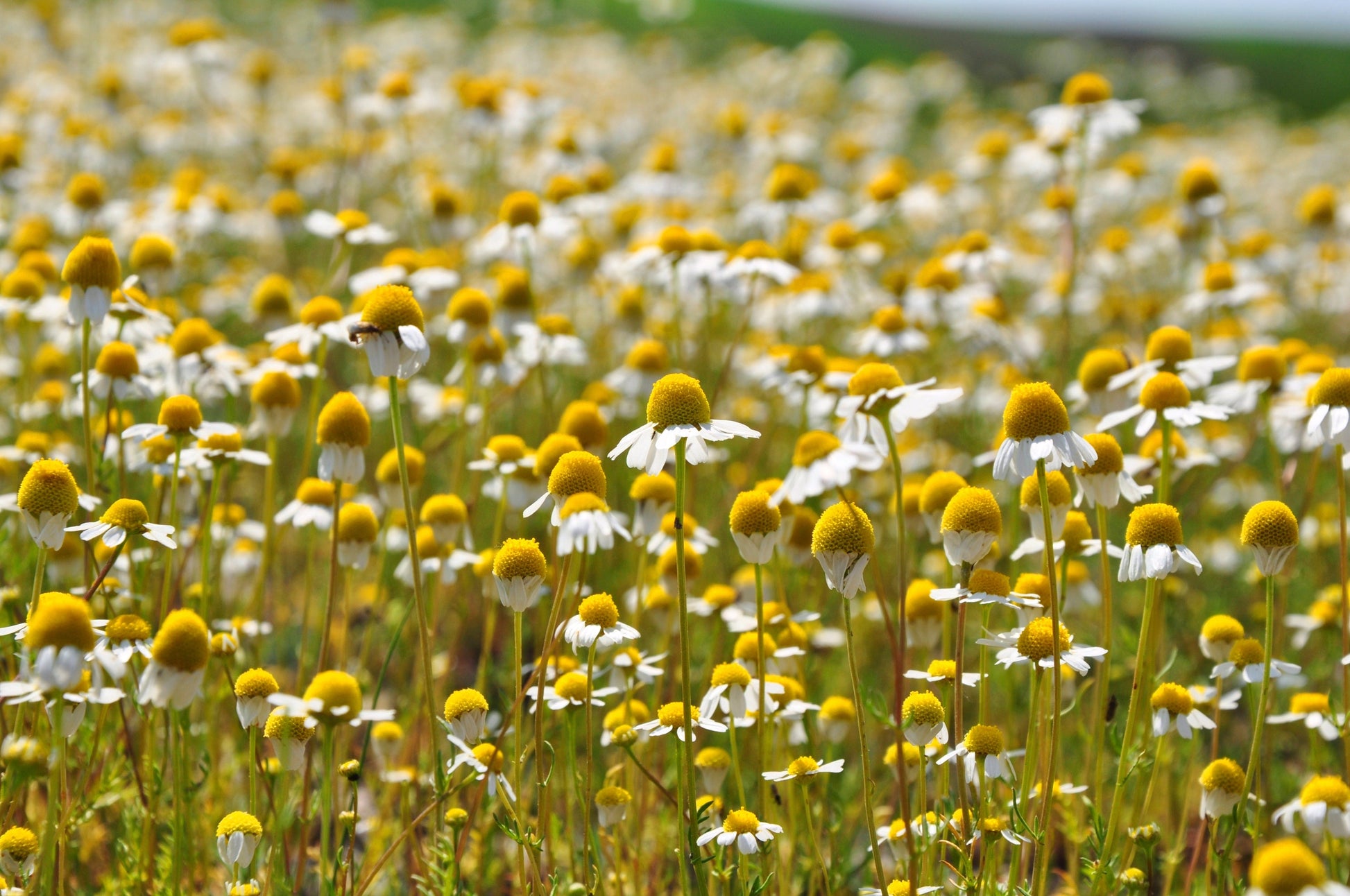 1000 GERMAN CHAMOMILE Matricaria Recutita Chamomilla Herb Flower Seeds - Blessings Grow Meadows -