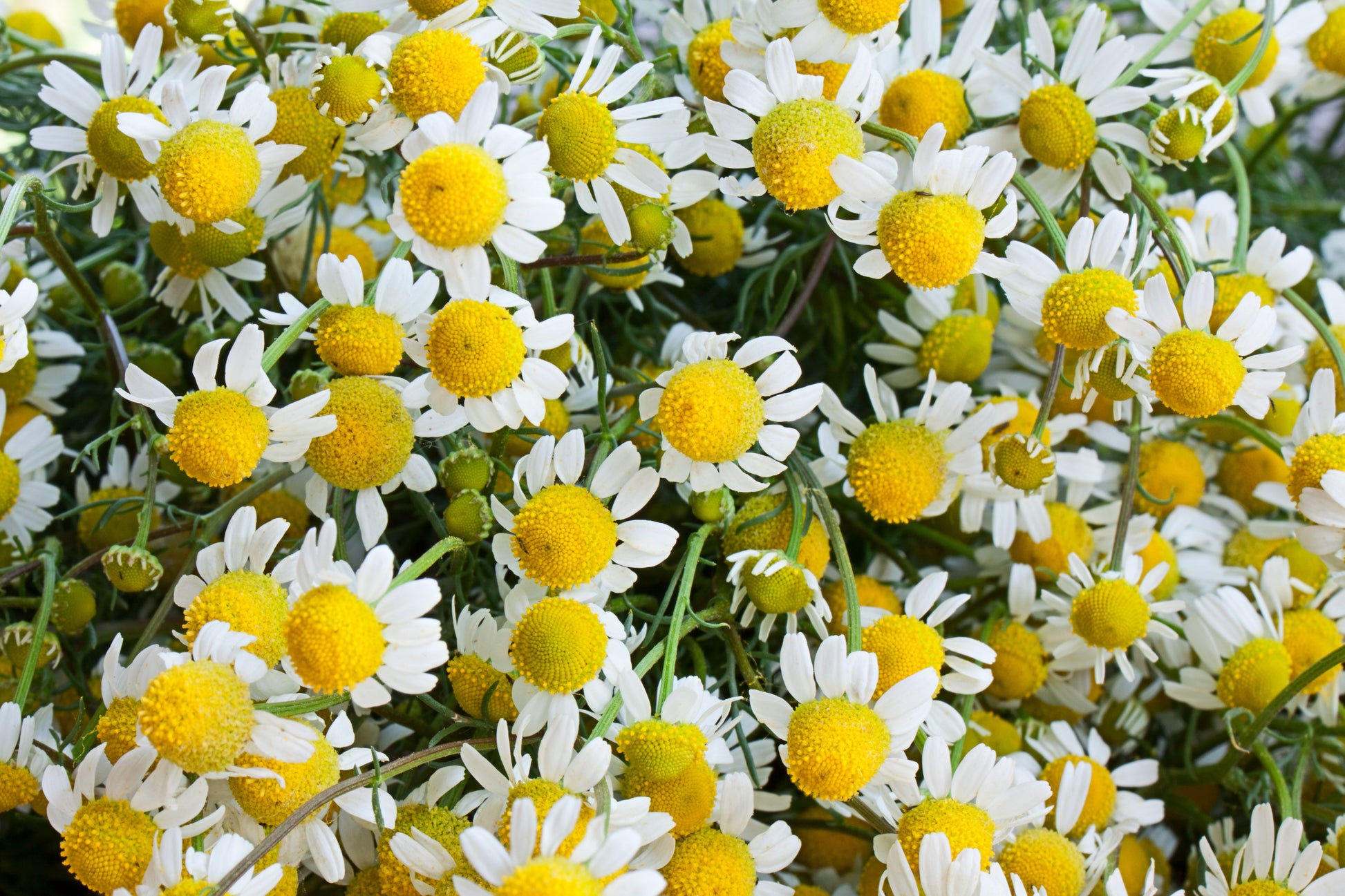 1000 GERMAN CHAMOMILE Matricaria Recutita Chamomilla Herb Flower Seeds - Blessings Grow Meadows -