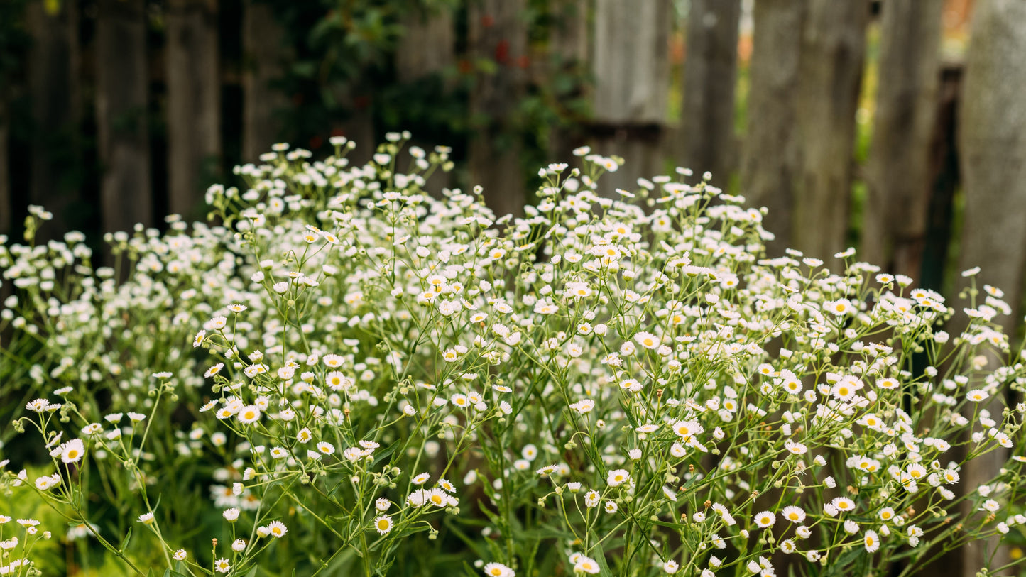 1000 GERMAN CHAMOMILE Matricaria Recutita Chamomilla Herb Flower Seeds - Blessings Grow Meadows -