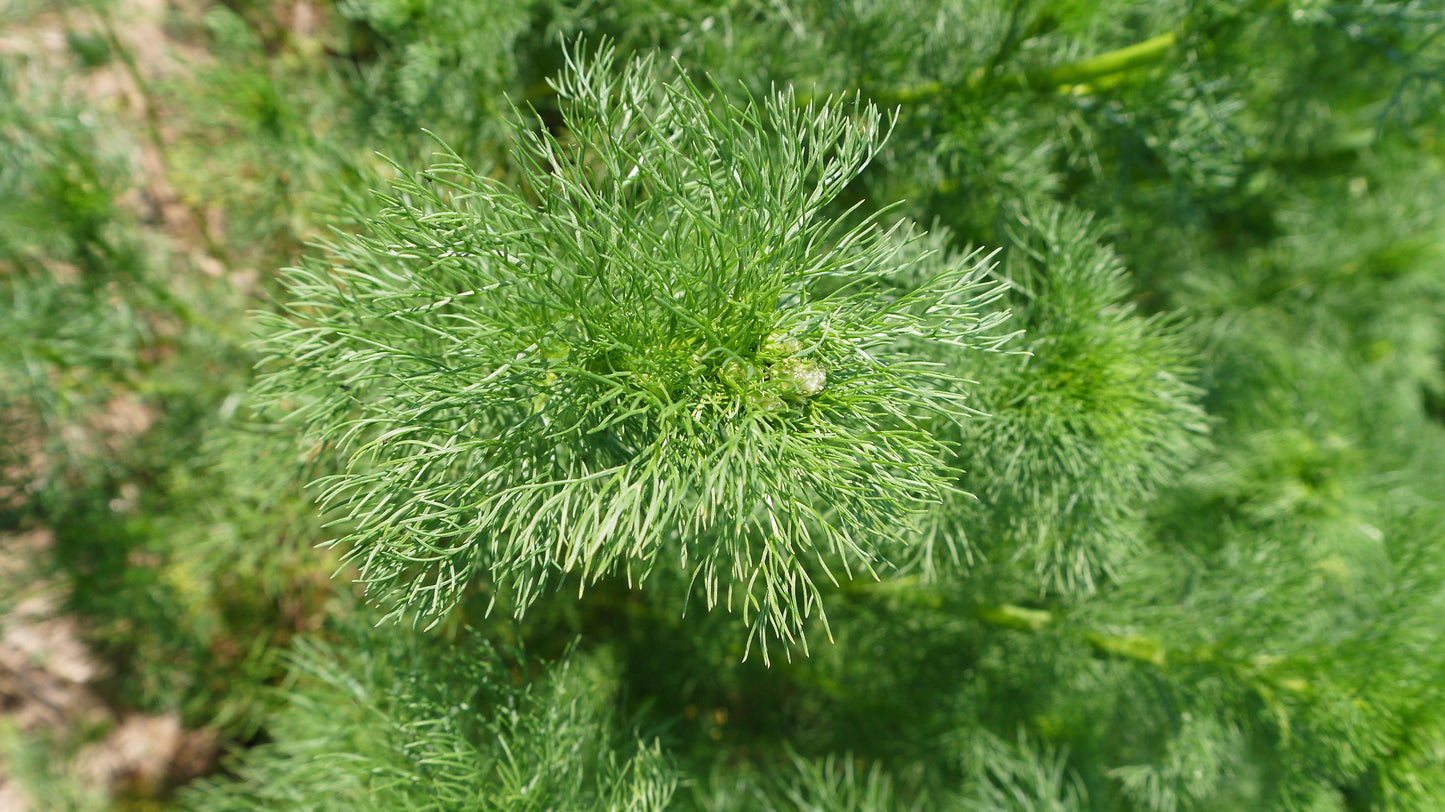 1000 GERMAN CHAMOMILE Matricaria Recutita Chamomilla Herb Flower Seeds - Blessings Grow Meadows -