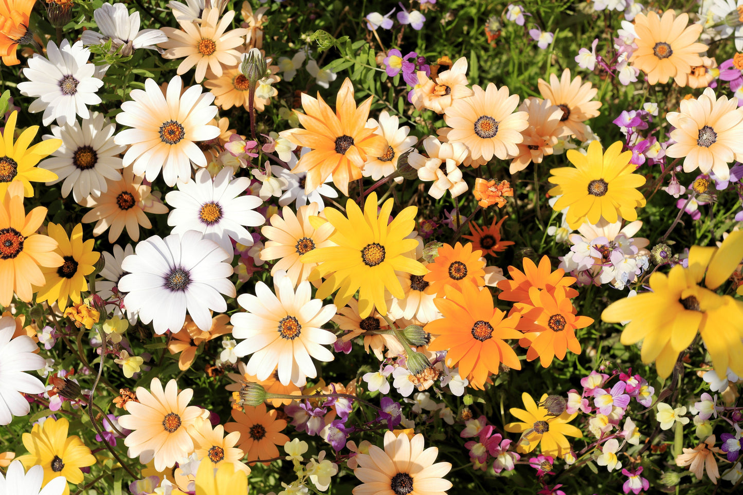 1000 MIXED AFRICAN DAISY ( Cape Marigold / Sun Marigold ) Dimorphotheca Sinuata Flower Seeds - Blessings Grow Meadows