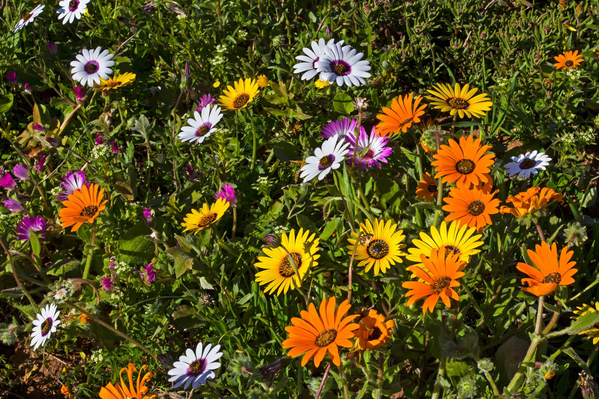 1000 MIXED AFRICAN DAISY ( Cape Marigold / Sun Marigold ) Dimorphotheca Sinuata Flower Seeds - Blessings Grow Meadows