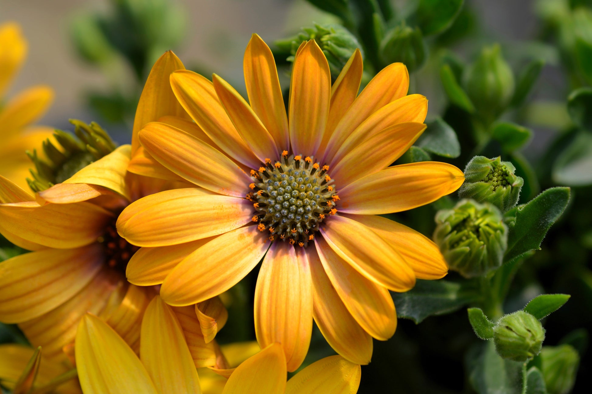 1000 MIXED AFRICAN DAISY ( Cape Marigold / Sun Marigold ) Dimorphotheca Sinuata Flower Seeds - Blessings Grow Meadows