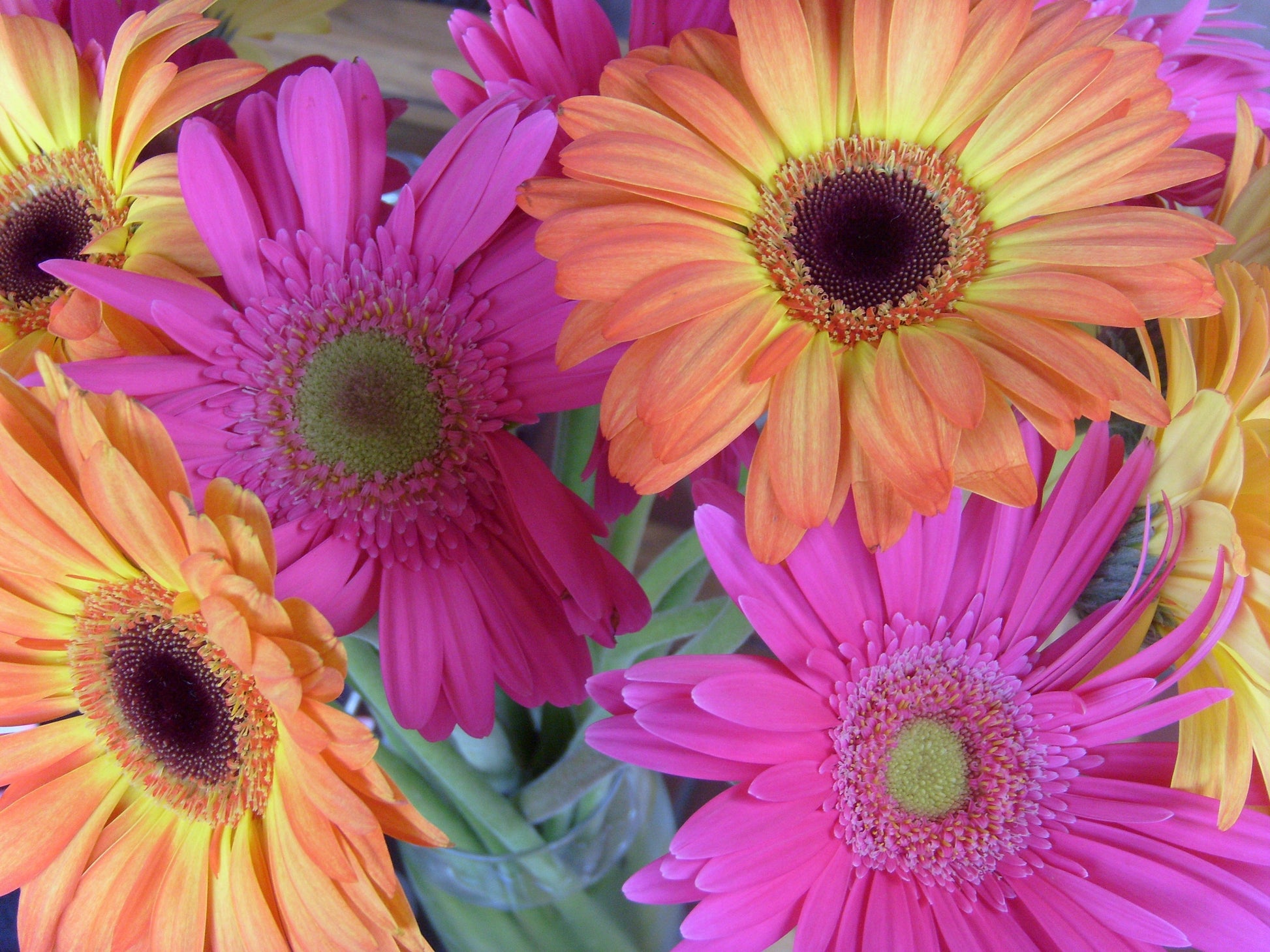 1000 MIXED AFRICAN DAISY ( Cape Marigold / Sun Marigold ) Dimorphotheca Sinuata Flower Seeds - Blessings Grow Meadows