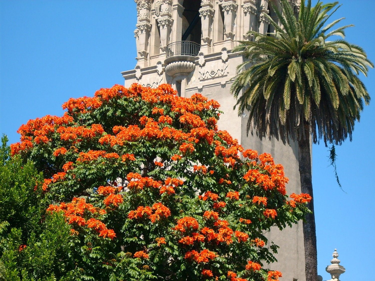 15 Red AFRICAN TULIP TREE (Fire Tree / Flame of the Forest / Fountain Tree) Spathodea Campanulata Seeds - Blessings Grow Meadows