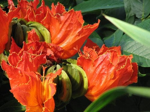 15 Red AFRICAN TULIP TREE (Fire Tree / Flame of the Forest / Fountain Tree) Spathodea Campanulata Seeds - Blessings Grow Meadows