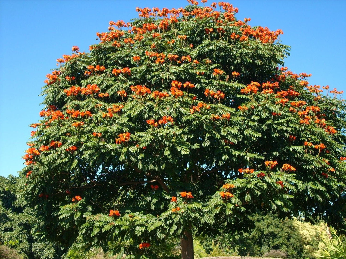 15 Red AFRICAN TULIP TREE (Fire Tree / Flame of the Forest / Fountain Tree) Spathodea Campanulata Seeds - Blessings Grow Meadows