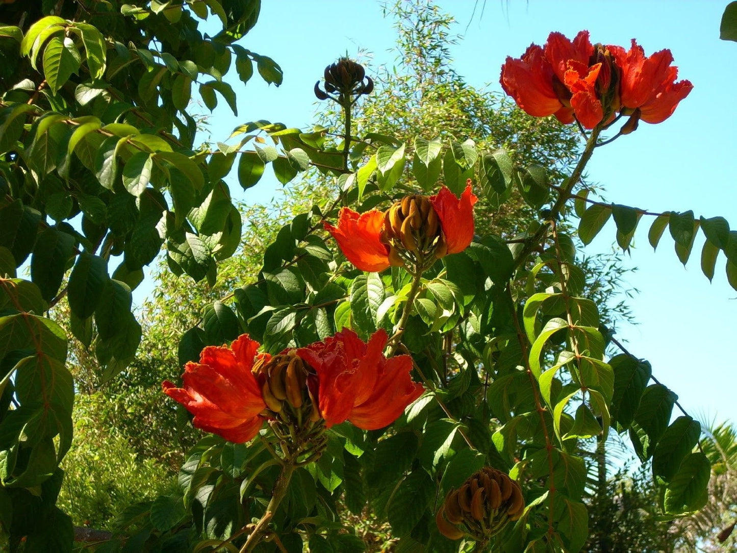 15 Red AFRICAN TULIP TREE (Fire Tree / Flame of the Forest / Fountain Tree) Spathodea Campanulata Seeds - Blessings Grow Meadows