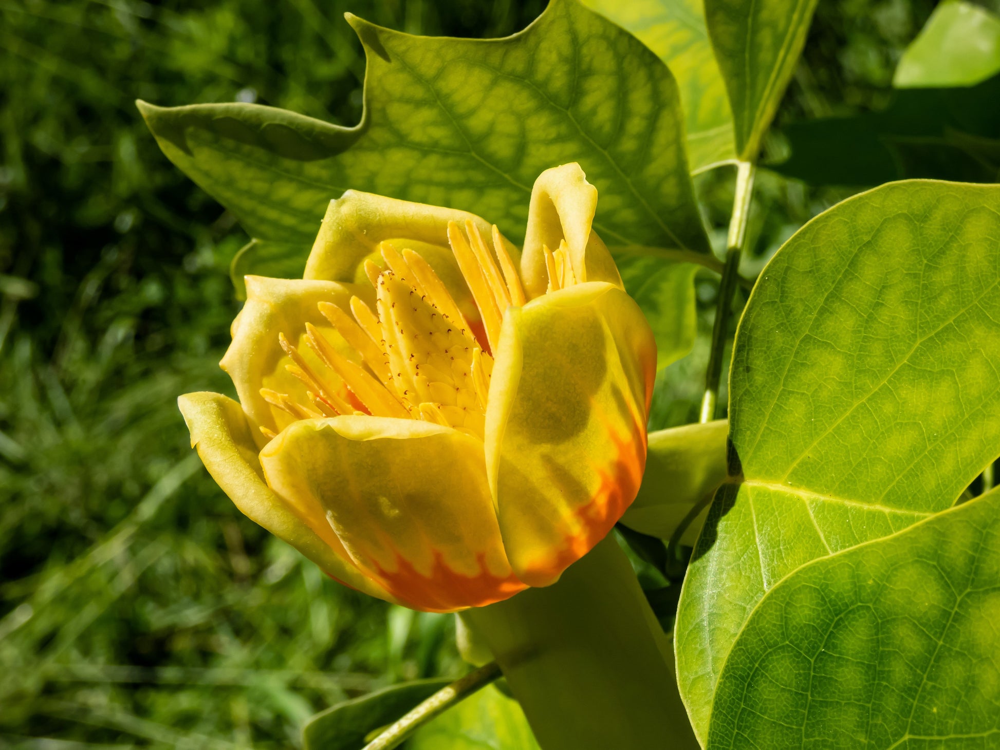 15 TULIP POPLAR TREE Yellow Flower Liriodendron Tulipifera Whitewood Seeds - Blessings Grow Meadows -
