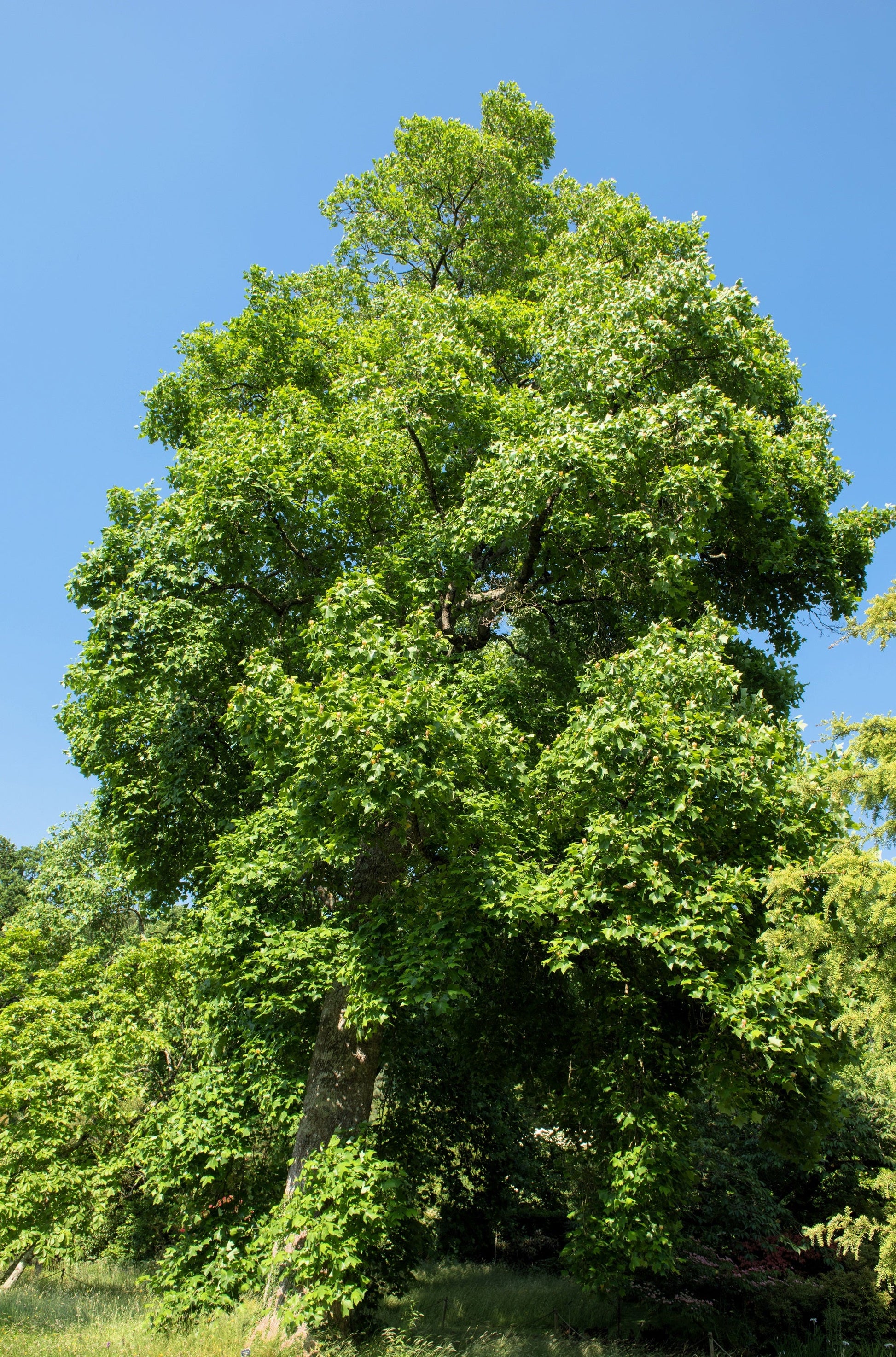 15 TULIP POPLAR TREE Yellow Flower Liriodendron Tulipifera Whitewood Seeds - Blessings Grow Meadows -