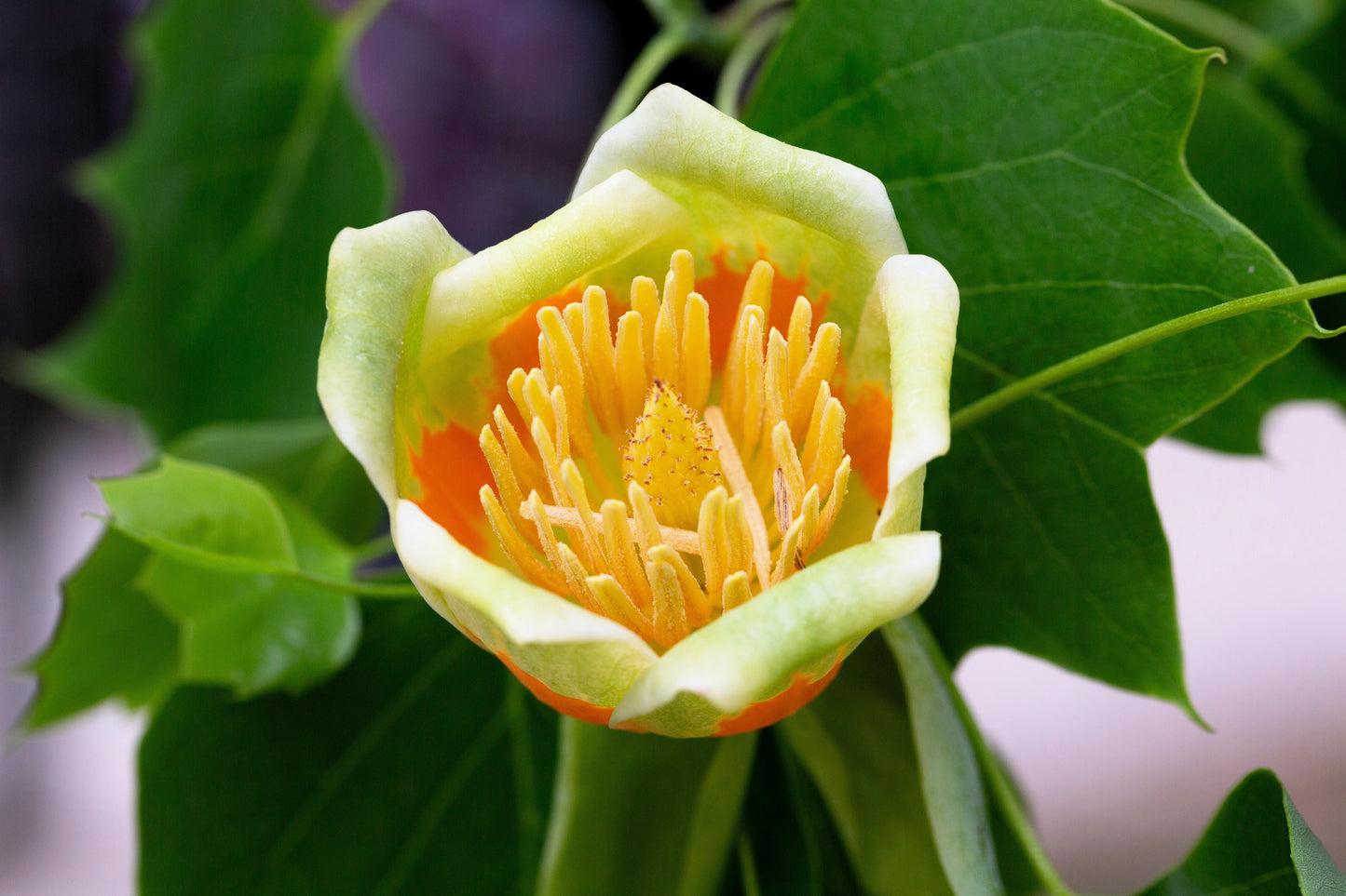 15 TULIP POPLAR TREE Yellow Flower Liriodendron Tulipifera Whitewood Seeds - Blessings Grow Meadows -