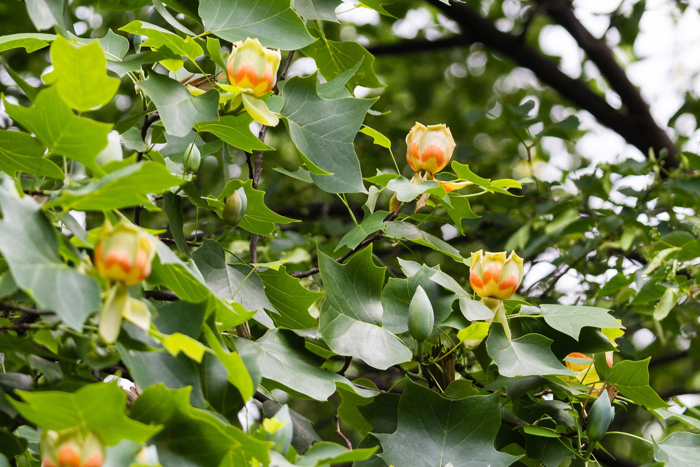 15 TULIP POPLAR TREE Yellow Flower Liriodendron Tulipifera Whitewood Seeds - Blessings Grow Meadows -