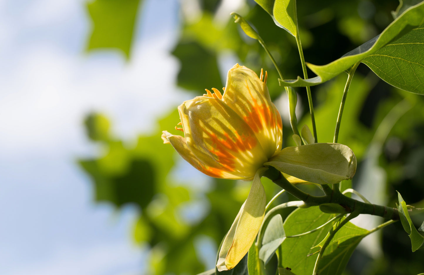 15 TULIP POPLAR TREE Yellow Flower Liriodendron Tulipifera Whitewood Seeds - Blessings Grow Meadows -