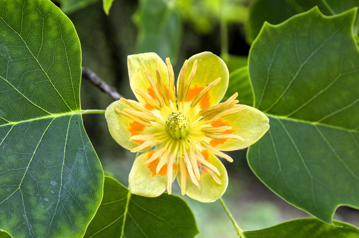 15 TULIP POPLAR TREE Yellow Flower Liriodendron Tulipifera Whitewood Seeds - Blessings Grow Meadows -