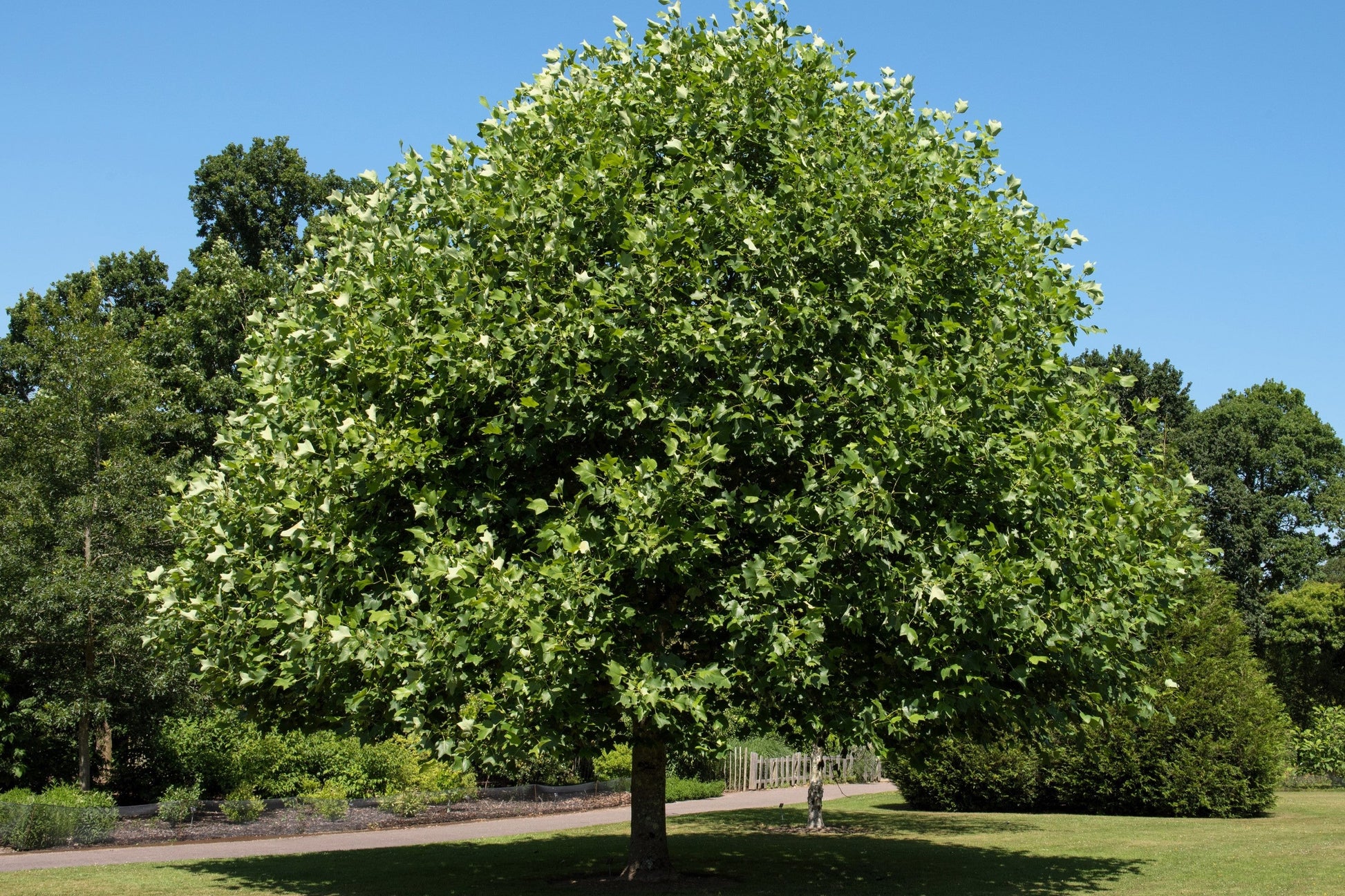 15 TULIP POPLAR TREE Yellow Flower Liriodendron Tulipifera Whitewood Seeds - Blessings Grow Meadows -