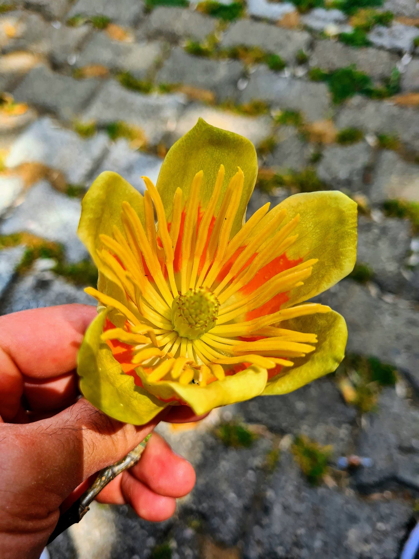 15 TULIP POPLAR TREE Yellow Flower Liriodendron Tulipifera Whitewood Seeds - Blessings Grow Meadows -