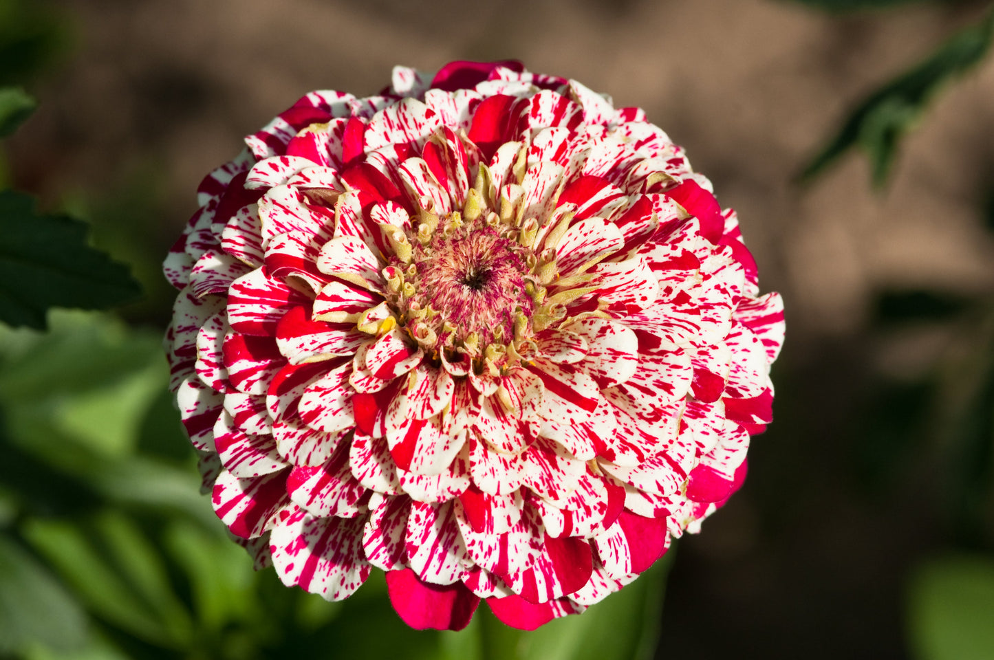 150 CANDY STRIPE ZINNIA Mix Elegans Flower Seeds Mixed Colors with Red Stripes - Blessings Grow Meadows -