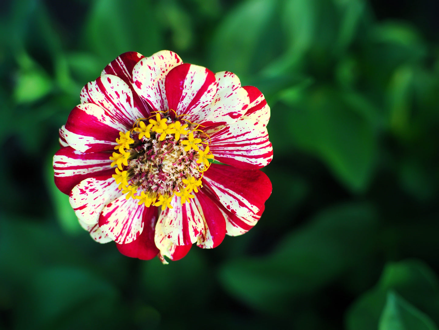 150 CANDY STRIPE ZINNIA Mix Elegans Flower Seeds Mixed Colors with Red Stripes - Blessings Grow Meadows -