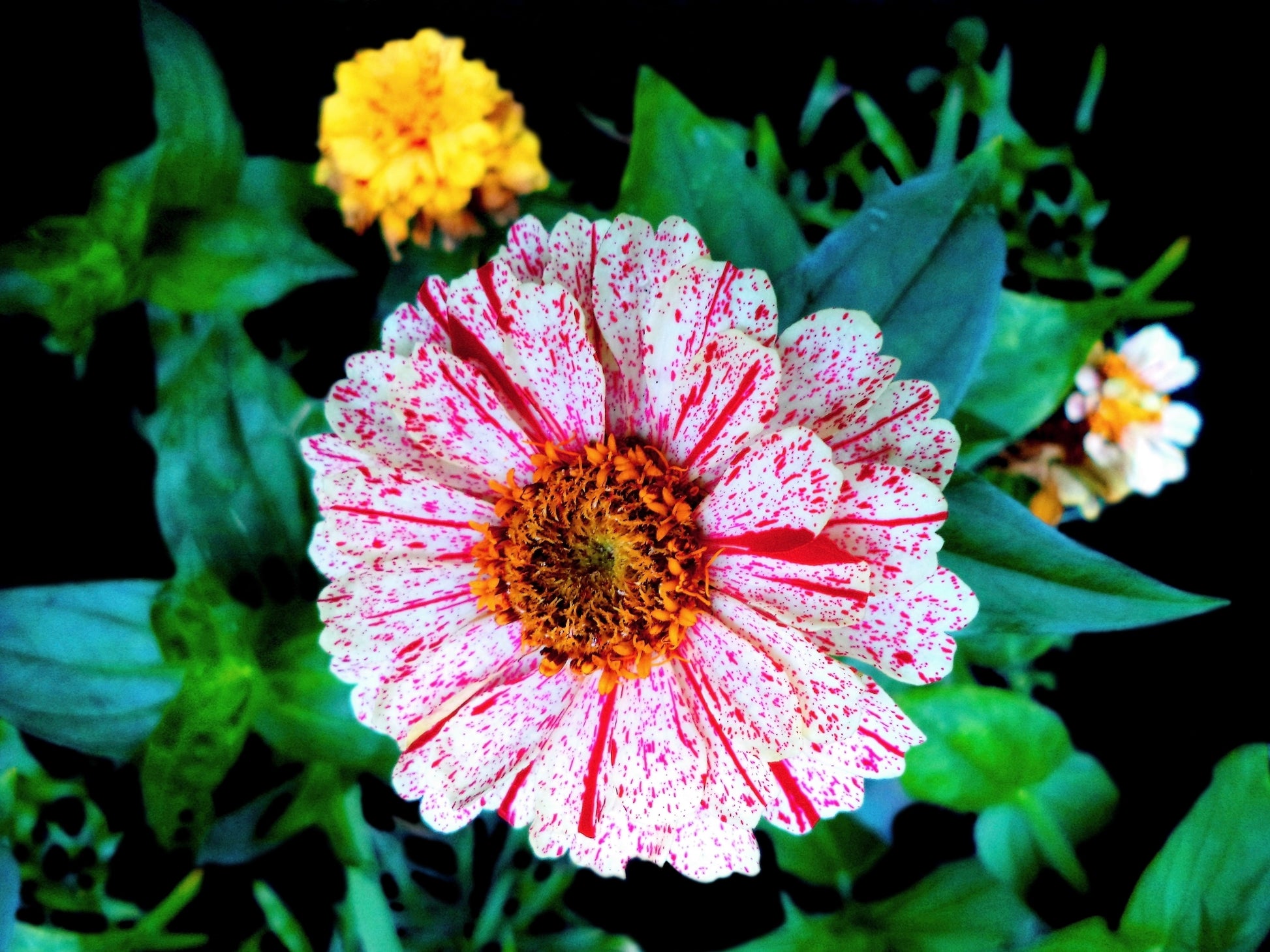 150 CANDY STRIPE ZINNIA Mix Elegans Flower Seeds Mixed Colors with Red Stripes - Blessings Grow Meadows -