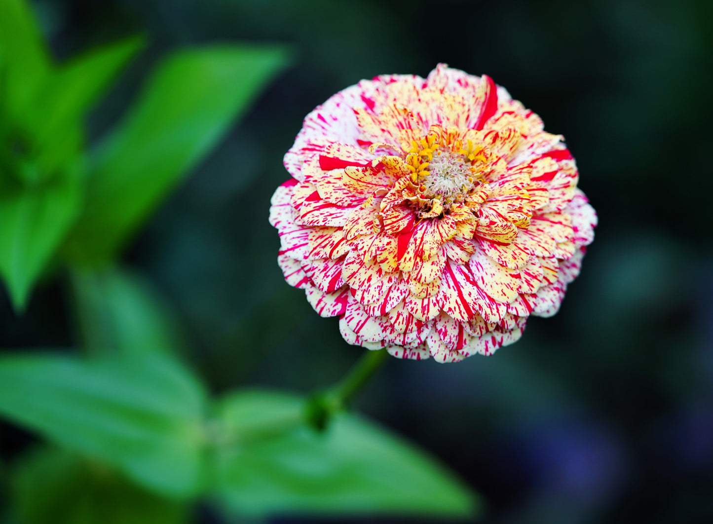 150 CANDY STRIPE ZINNIA Mix Elegans Flower Seeds Mixed Colors with Red Stripes - Blessings Grow Meadows -