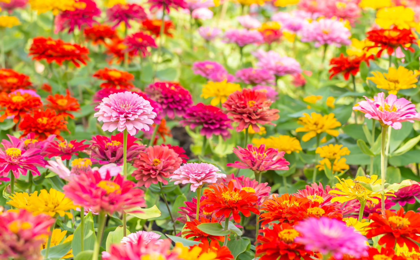 150 DWARF THUMBELINA ZINNIA Elegans Mixed Colors Flower Seeds - Blessings Grow Meadows -