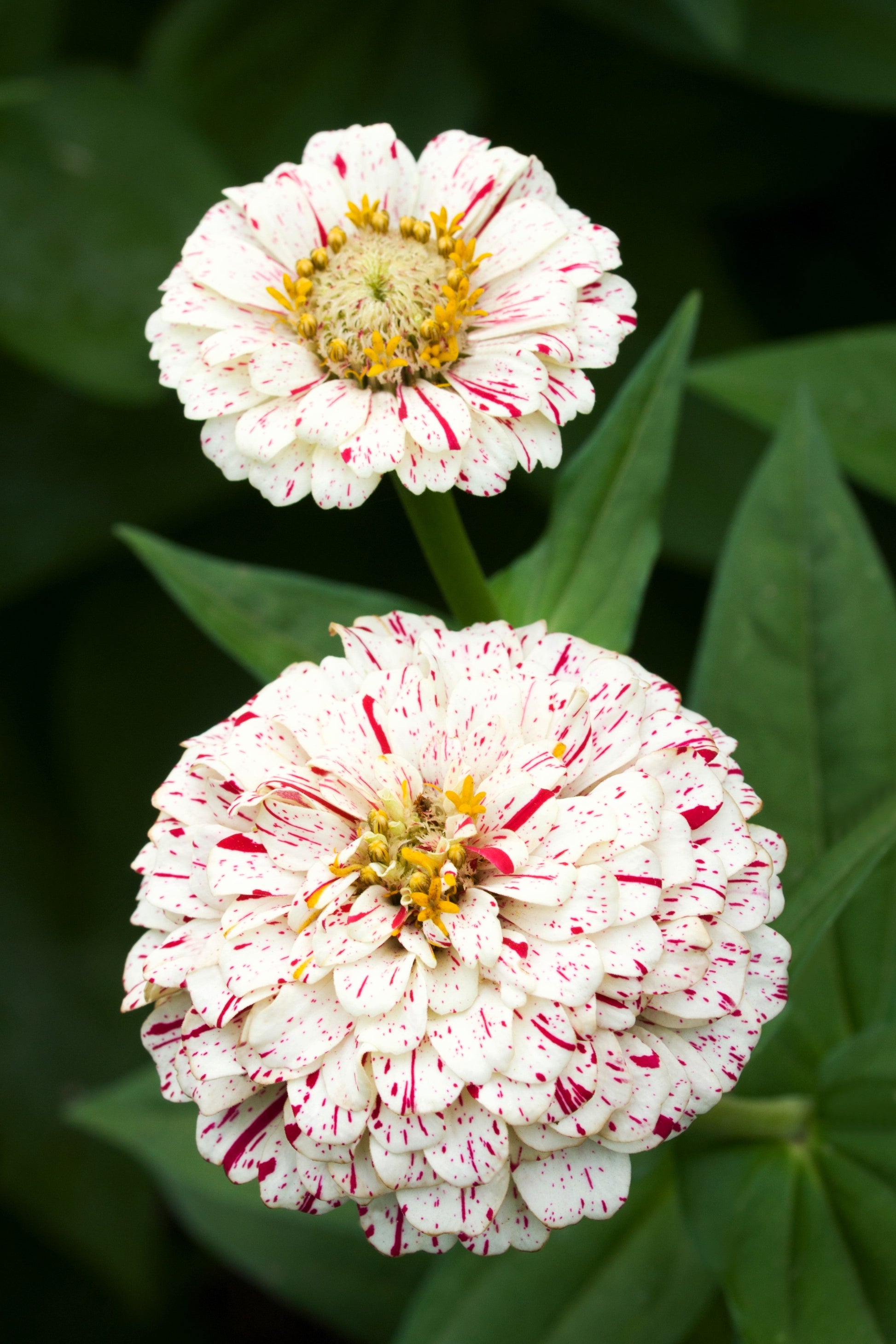 150 PEPPERMINT STICK ZINNIA Mix Mixed Colors Red Stripe Elegans Flower Seeds - Blessings Grow Meadows -
