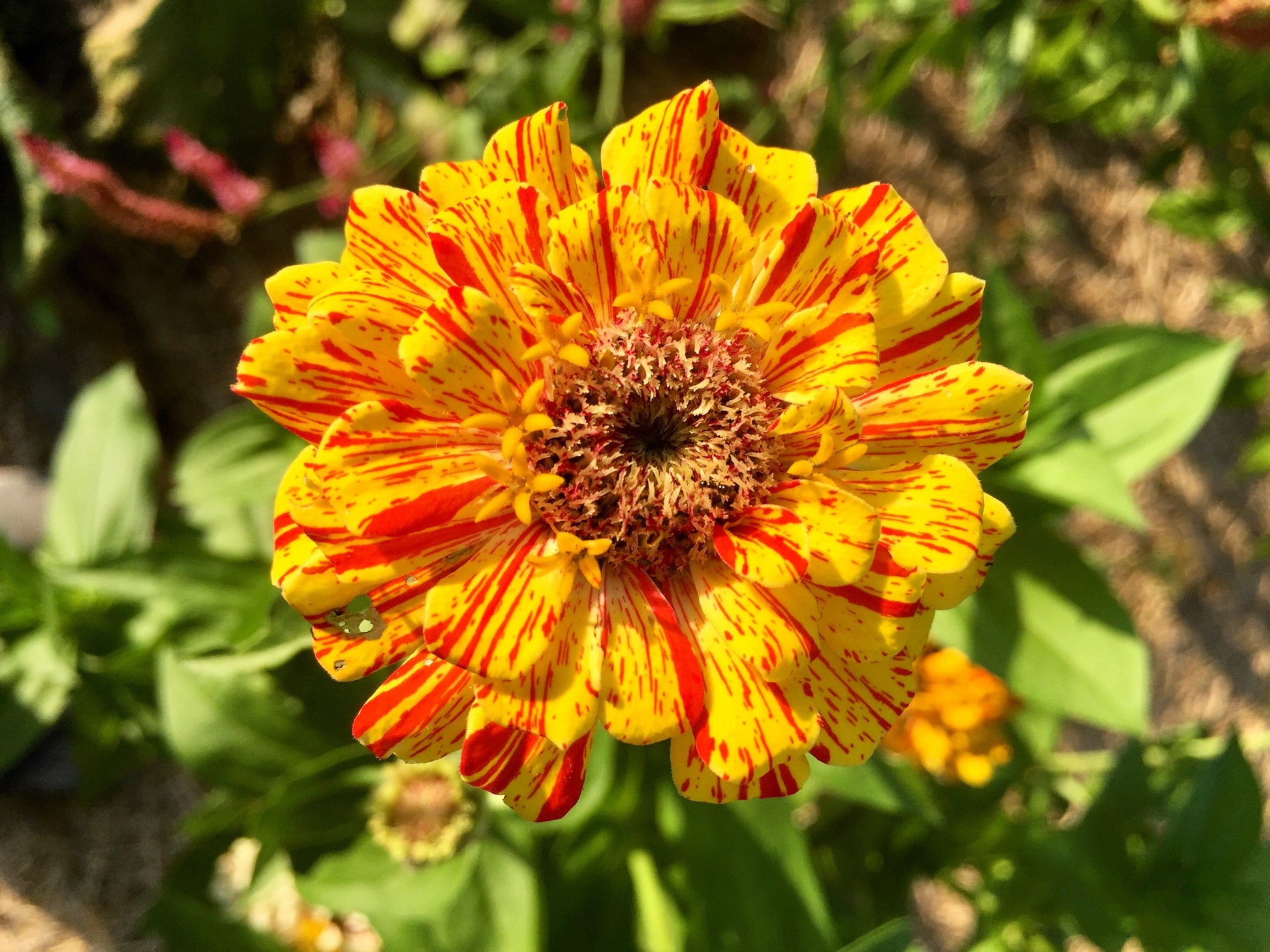 150 PEPPERMINT STICK ZINNIA Mix Mixed Colors Red Stripe Elegans Flower Seeds - Blessings Grow Meadows -