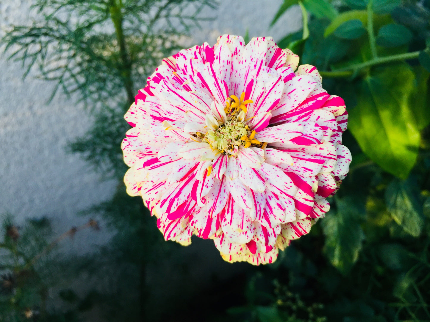 150 PEPPERMINT STICK ZINNIA Mix Mixed Colors Red Stripe Elegans Flower Seeds - Blessings Grow Meadows -