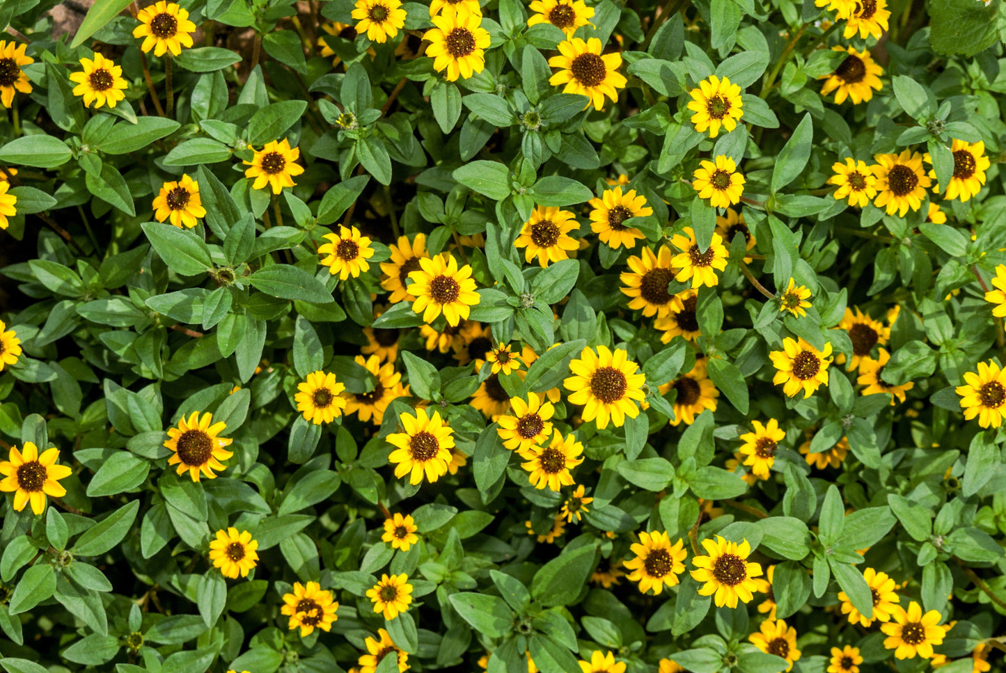 150 YELLOW CREEPING ZINNIA Sanvitalia Procumbens Seeds - Blessings Grow Meadows -