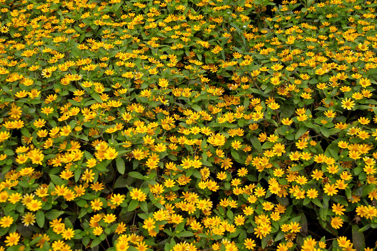 150 YELLOW CREEPING ZINNIA Sanvitalia Procumbens Seeds - Blessings Grow Meadows -