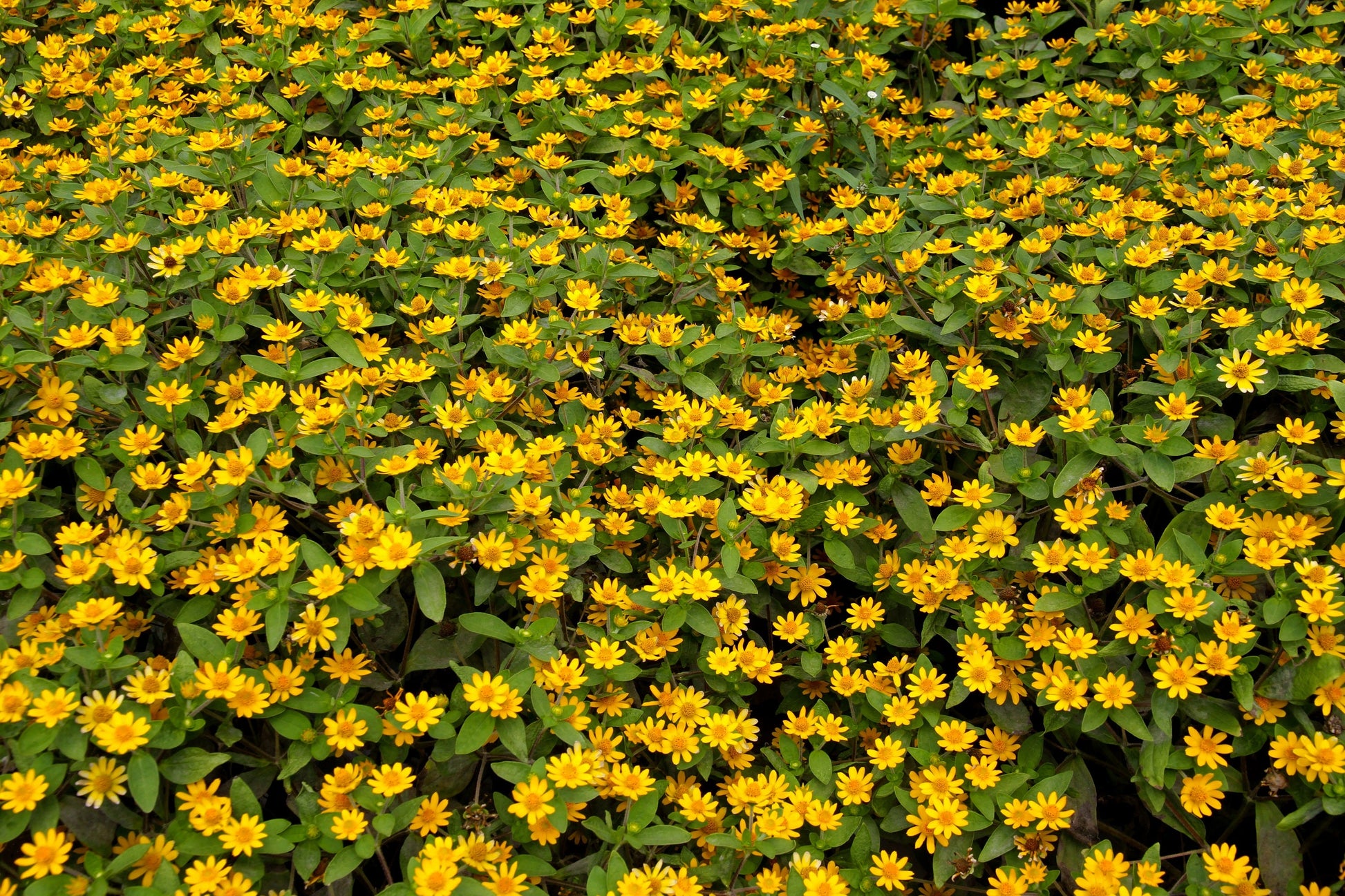 150 YELLOW CREEPING ZINNIA Sanvitalia Procumbens Seeds - Blessings Grow Meadows -