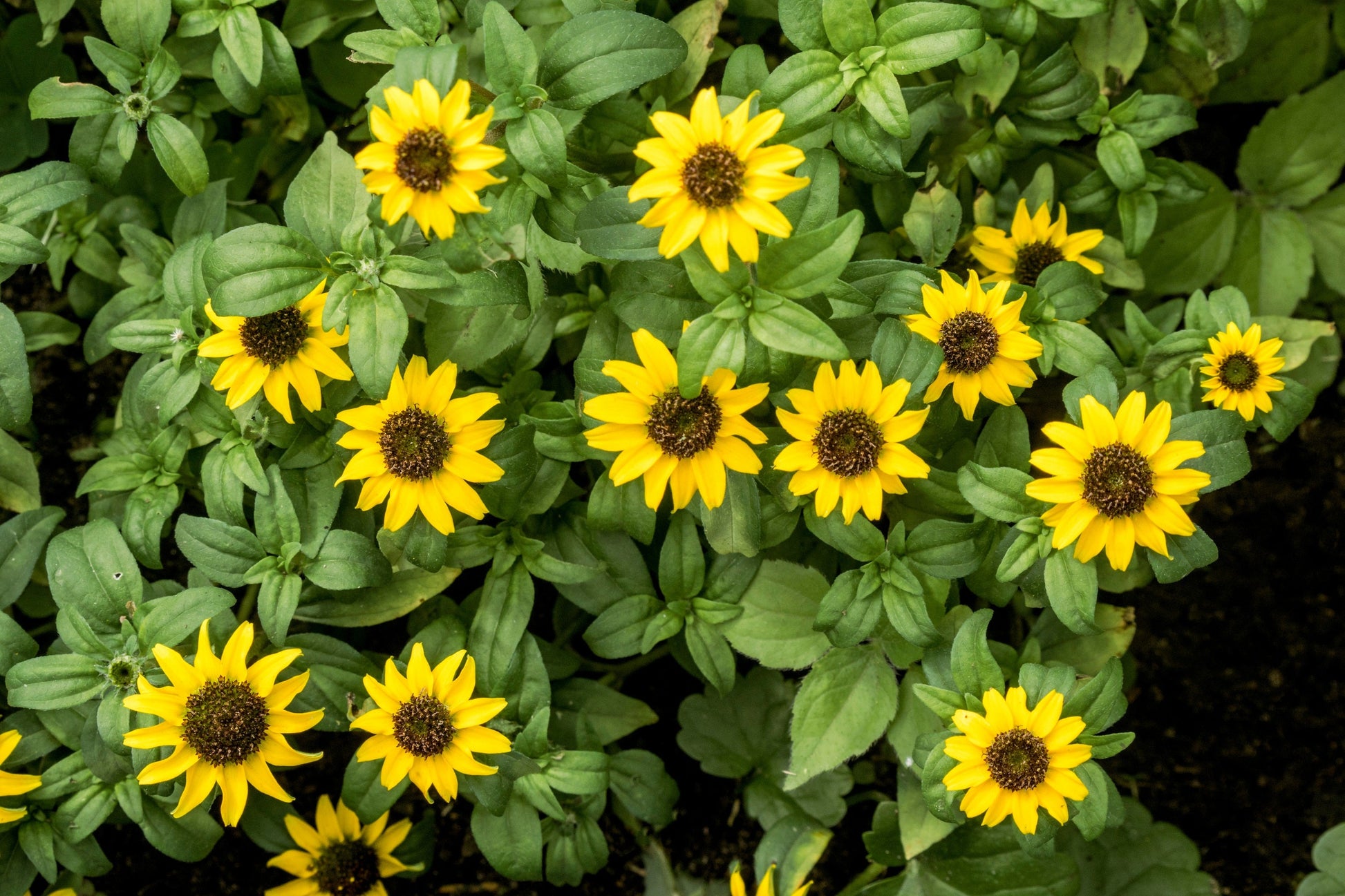 150 YELLOW CREEPING ZINNIA Sanvitalia Procumbens Seeds - Blessings Grow Meadows -