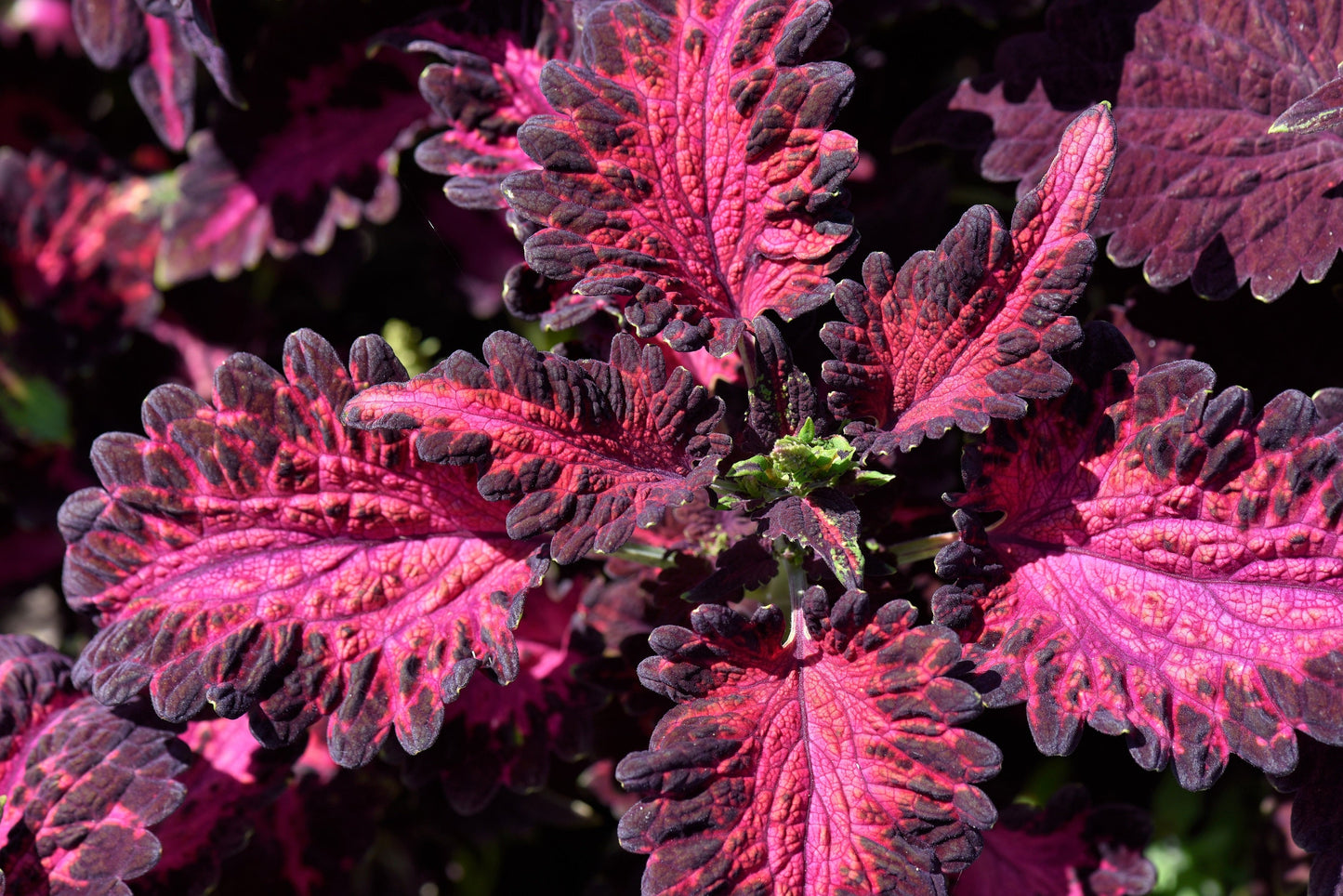 20 BLACK DRAGON COLEUS Solenostemon Scutellarioides Painted Nettle Maroon & Black Shade Flower Seeds - Blessings Grow Meadows