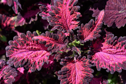 20 BLACK DRAGON COLEUS Solenostemon Scutellarioides Painted Nettle Maroon & Black Shade Flower Seeds - Blessings Grow Meadows