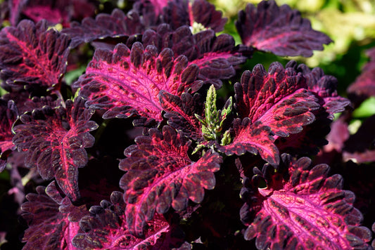 20 BLACK DRAGON COLEUS Solenostemon Scutellarioides Painted Nettle Maroon & Black Shade Flower Seeds - Blessings Grow Meadows