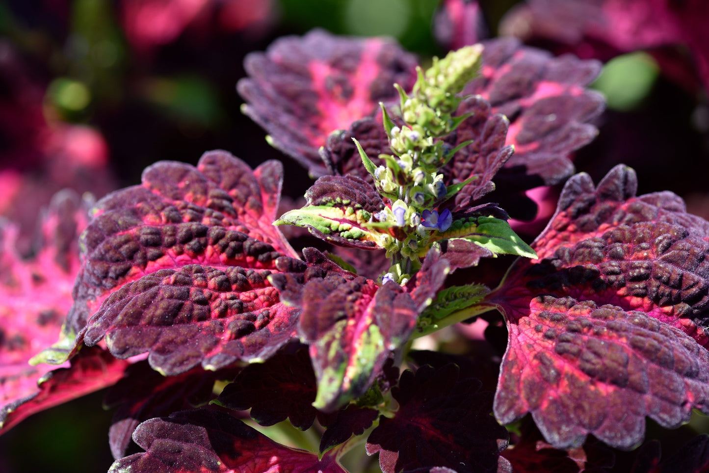 20 BLACK DRAGON COLEUS Solenostemon Scutellarioides Painted Nettle Maroon & Black Shade Flower Seeds - Blessings Grow Meadows