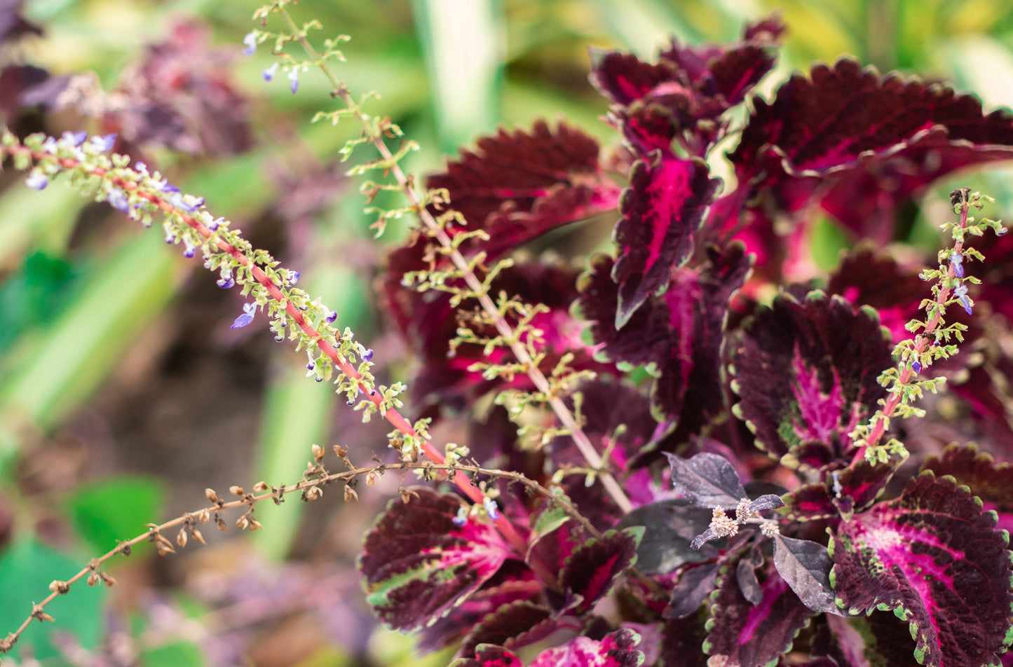 20 BLACK DRAGON COLEUS Solenostemon Scutellarioides Painted Nettle Maroon & Black Shade Flower Seeds - Blessings Grow Meadows