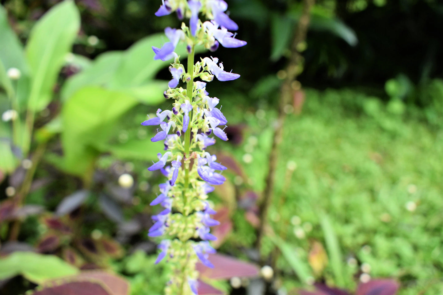 20 BLACK DRAGON COLEUS Solenostemon Scutellarioides Painted Nettle Maroon & Black Shade Flower Seeds - Blessings Grow Meadows