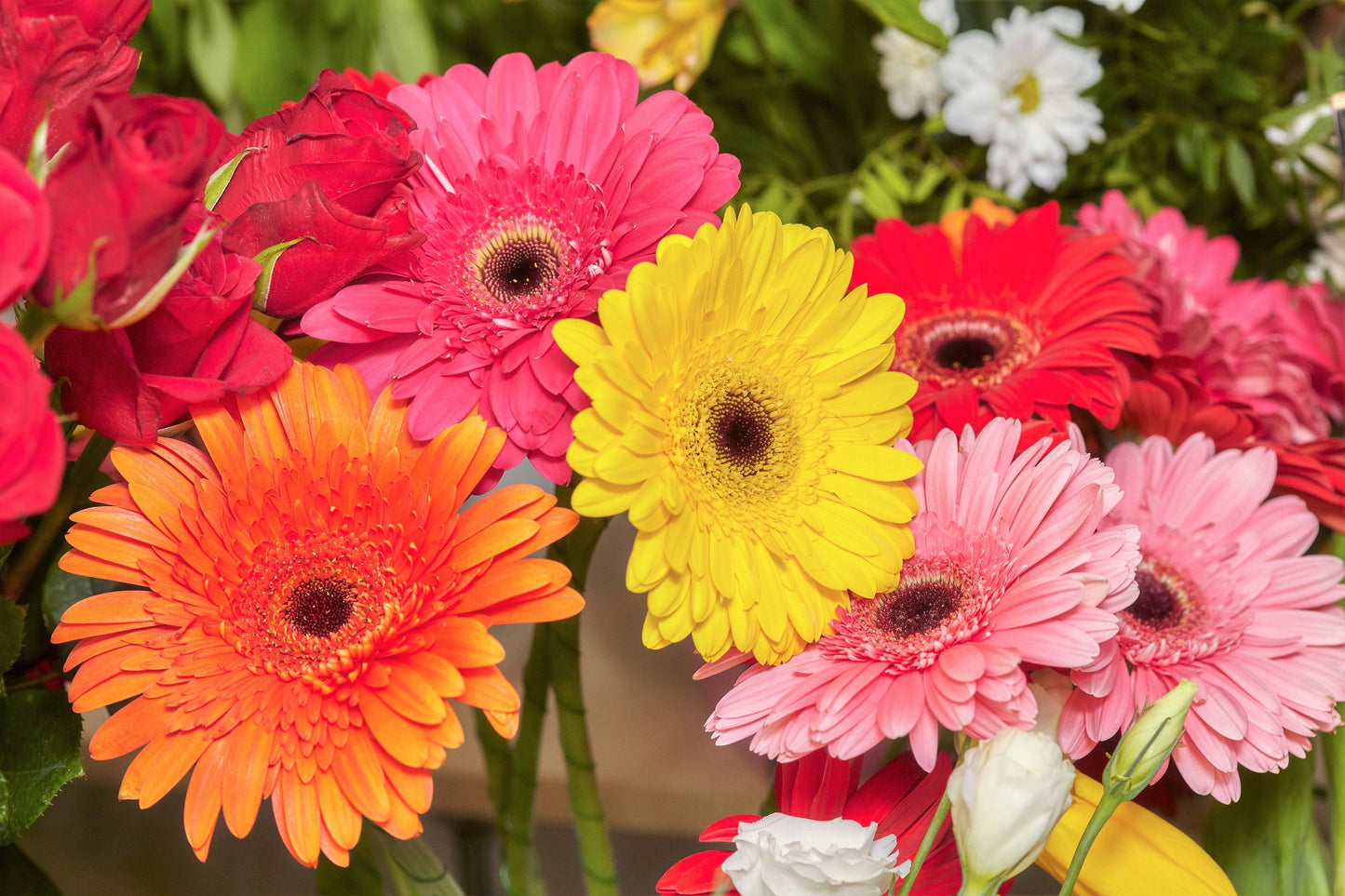 20 GERBER DAISY Mix Gerbera Jamesonii aka Barberton or African Daisy Mixed Colors Pink Purple Red Orange Yellow White Flower Seeds - Blessings Grow Meadows -
