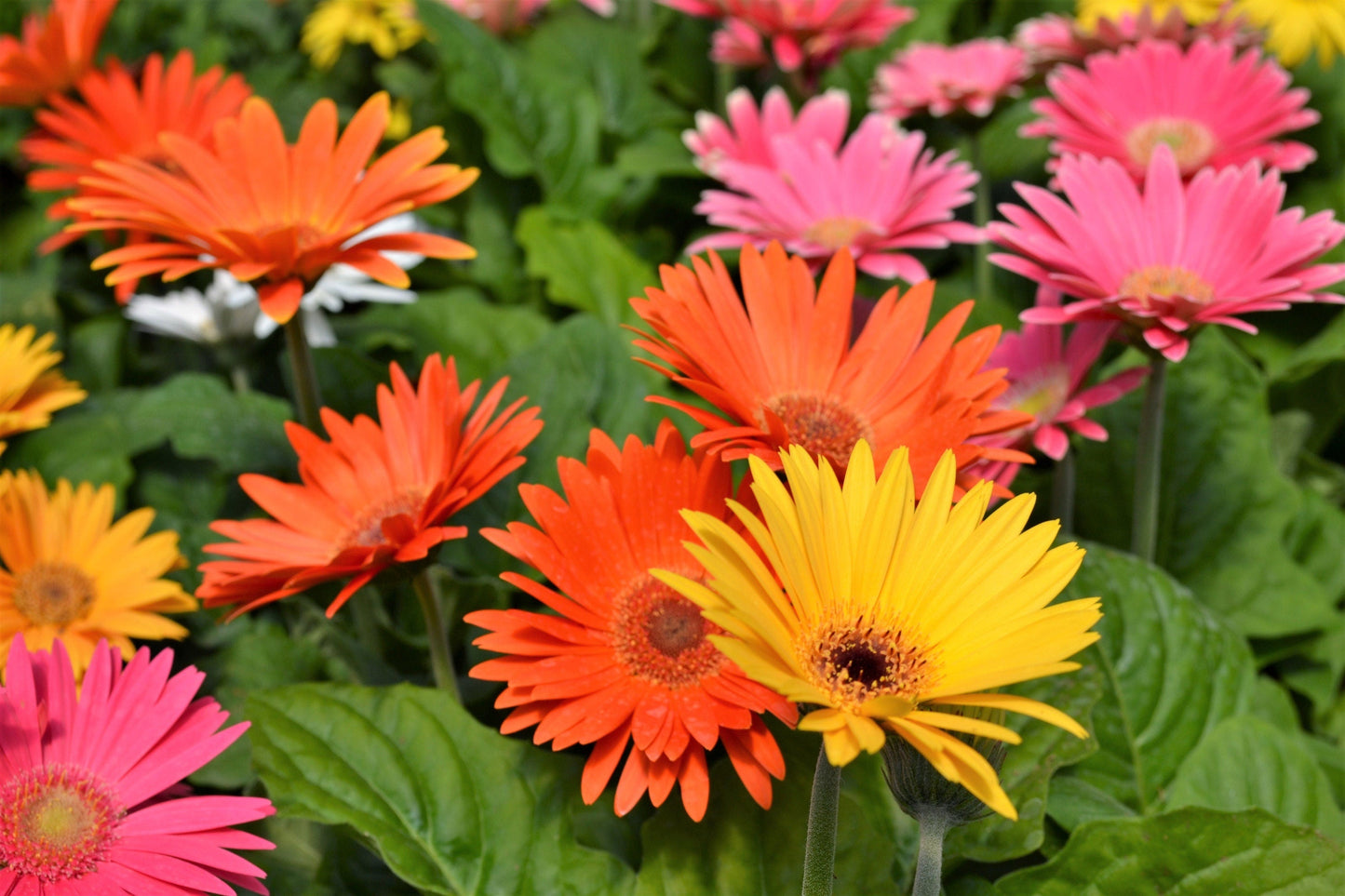 20 GERBER DAISY Mix Gerbera Jamesonii aka Barberton or African Daisy Mixed Colors Pink Purple Red Orange Yellow White Flower Seeds - Blessings Grow Meadows -